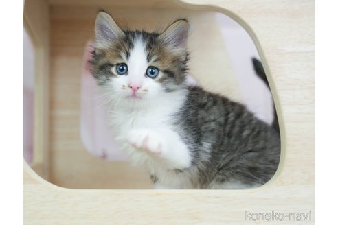 販売中の千葉県のノルウェージャンフォレストキャット-116766の1枚目